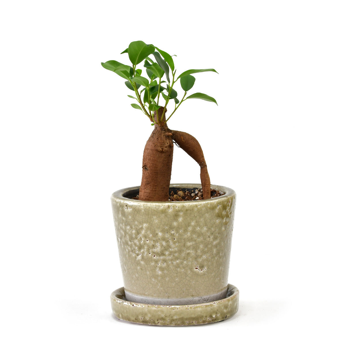 ガジュマル〈シャイン モス〉 – Almond Today