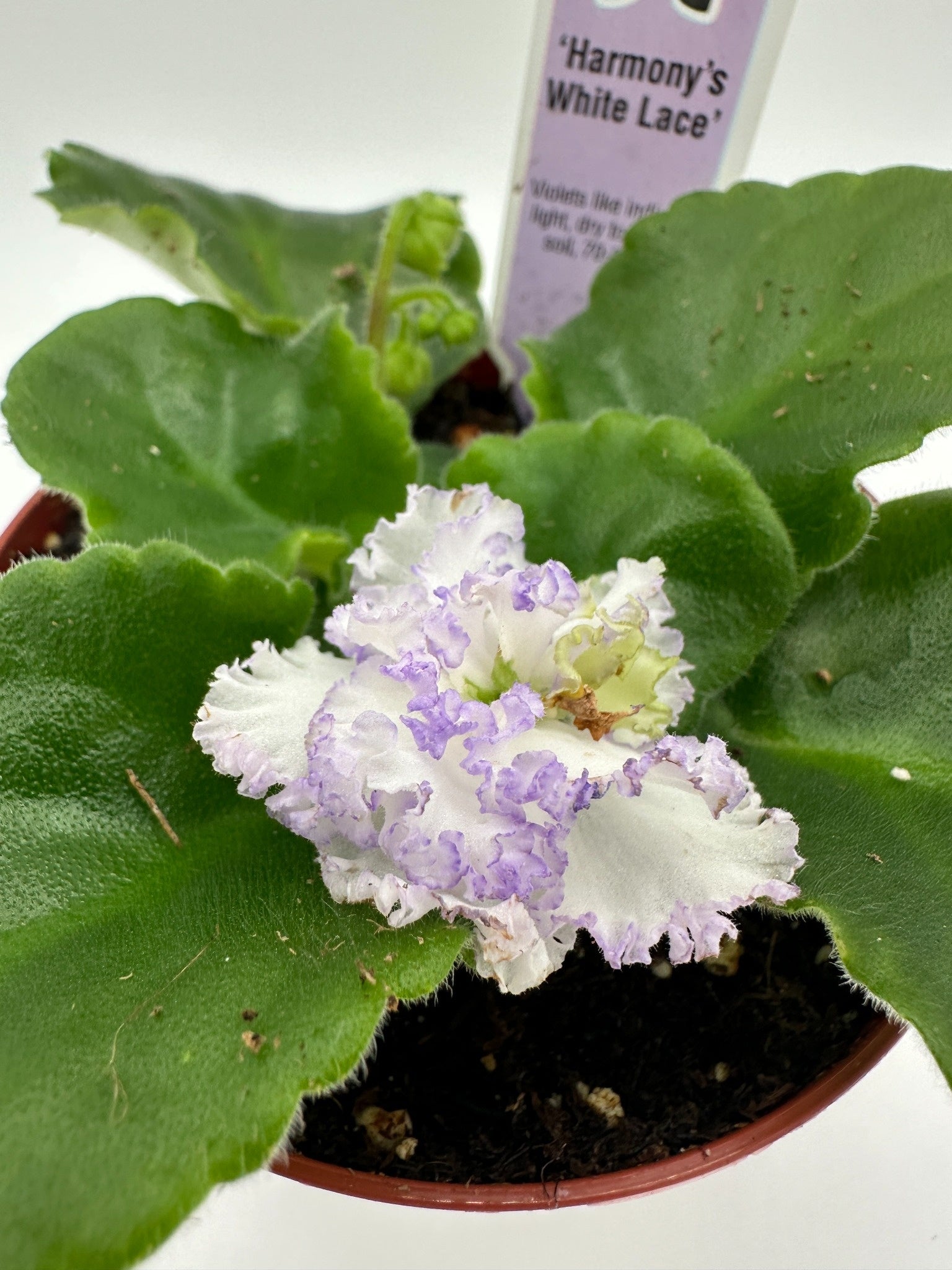 Harmony's White Lace - Live African Violet 4