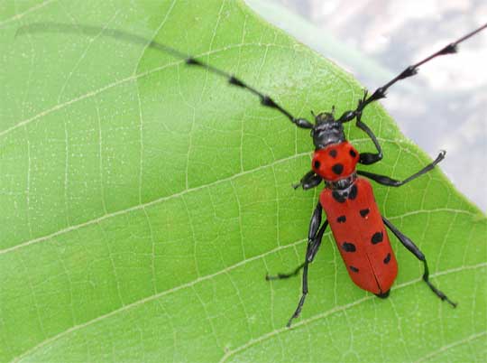 カミキリムシ（日本産カミキリ970種写真公開）
