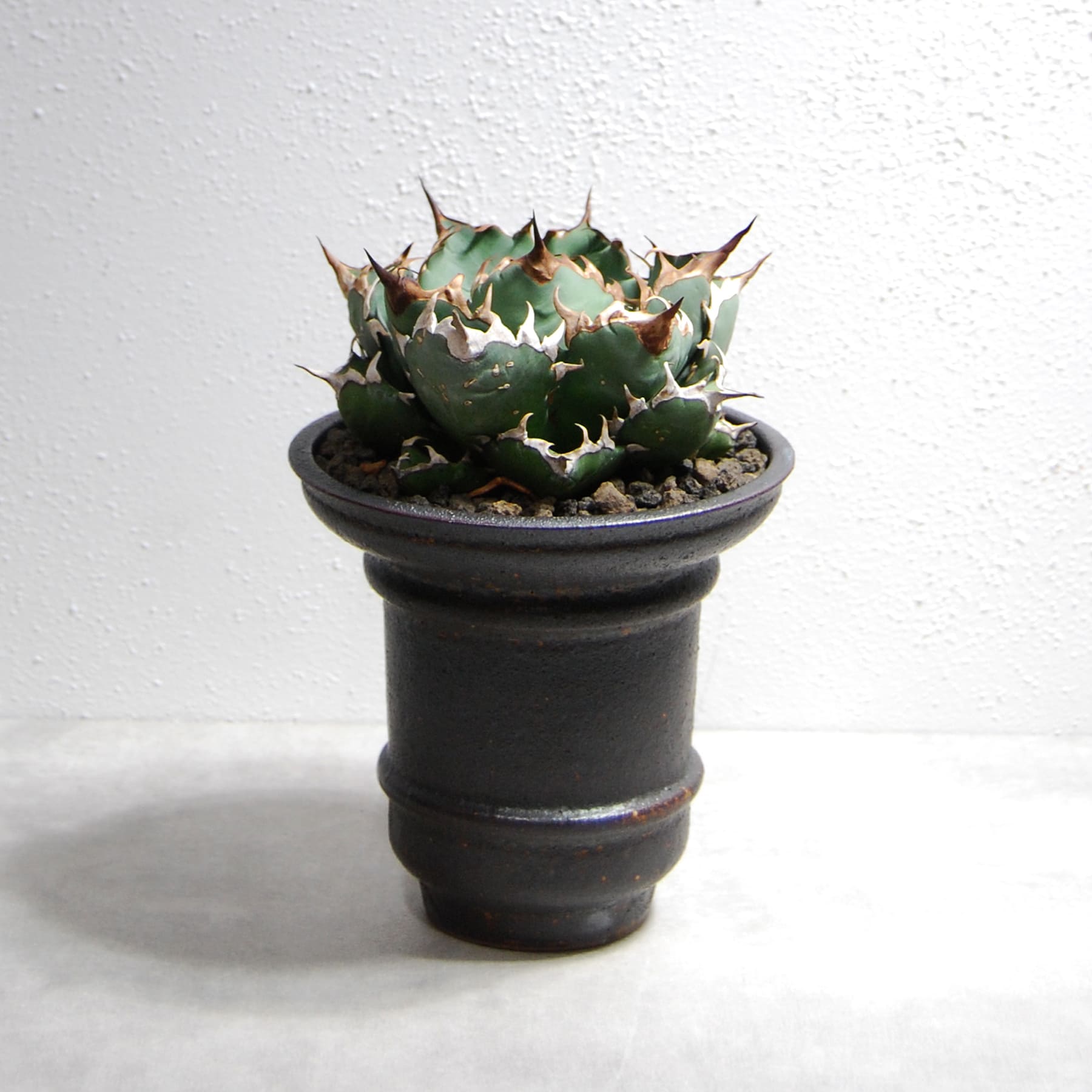 アガベ チタノタ 姫厳竜 ohm01 – linkplants -リンクプランツ-