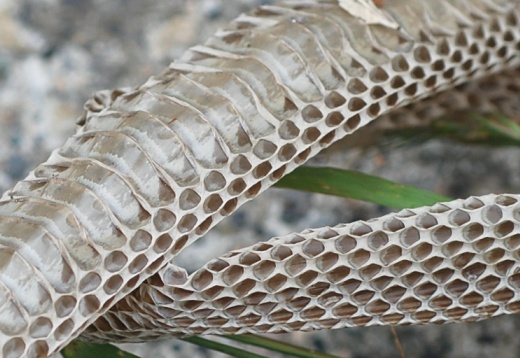 アオダイショウ（おそらく）の抜け殻