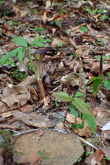アマギテンナンショウ