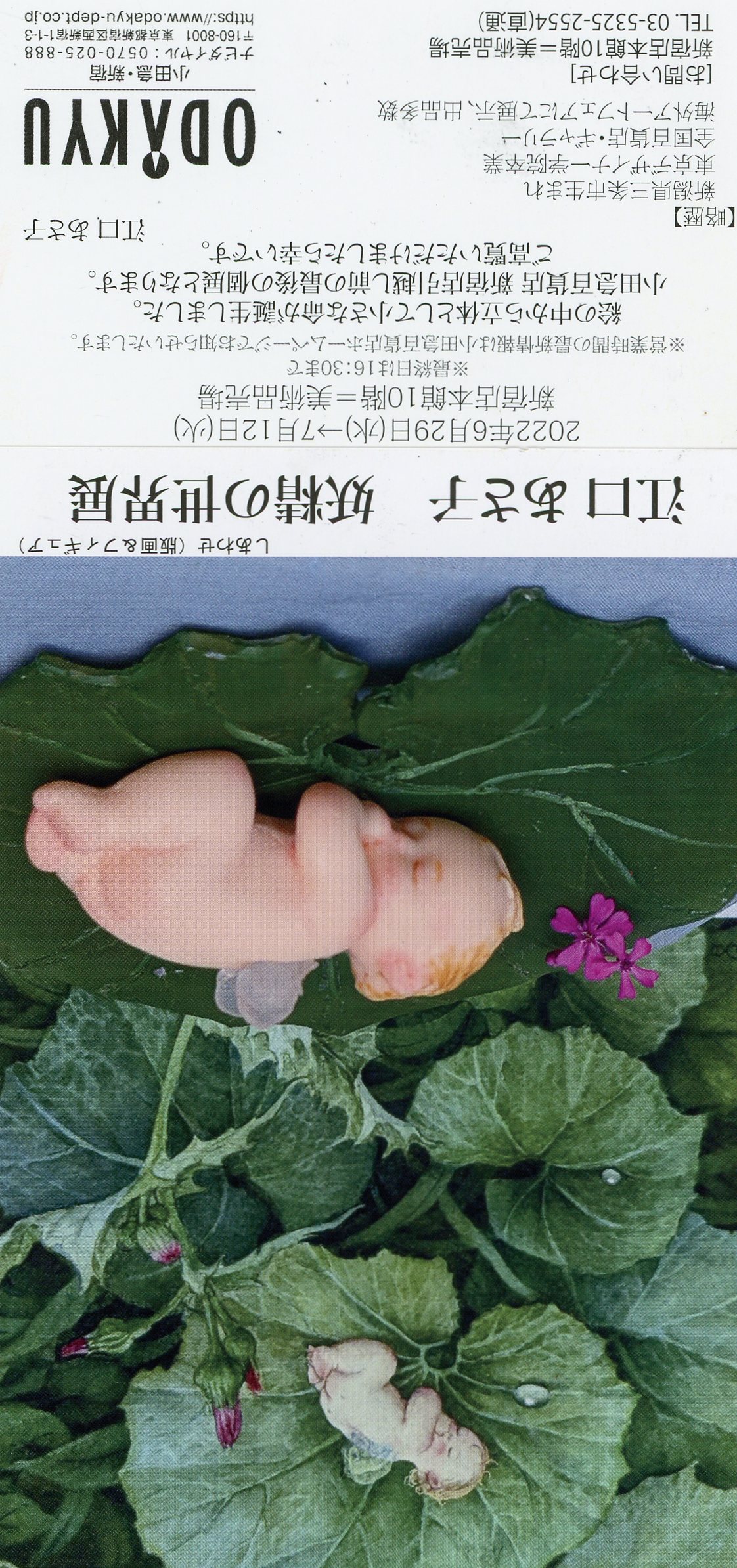 Asako Eguchi ::: Exhibition Information