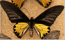 昆虫標本データ