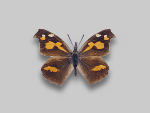 テングチョウ標本