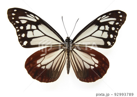 蝶の標本・アサギマダラの写真素材 [92993789] - PIXTA