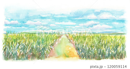 水彩で描いたサトウキビ畑の風景イラストのイラスト素材 [120059114