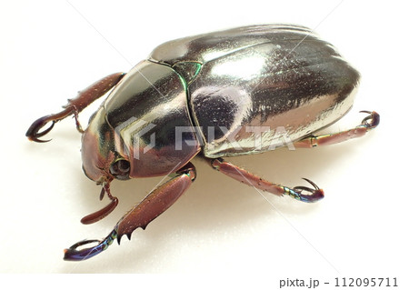 プラチナコガネの写真素材 - PIXTA