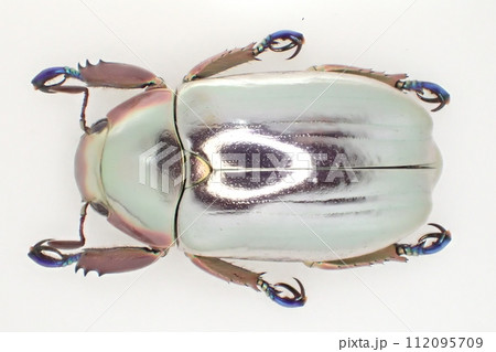 プラチナコガネの写真素材 - PIXTA