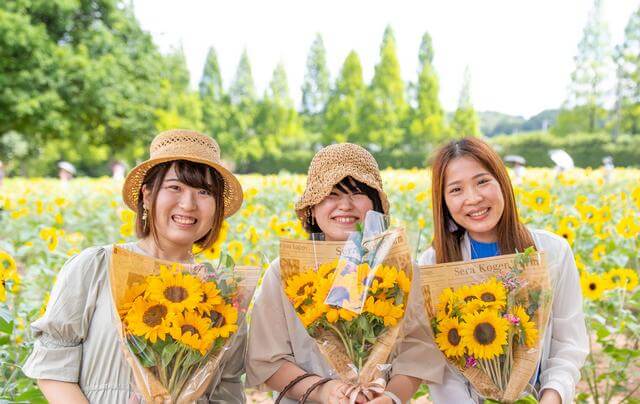 珍しい「白いひまわり」も！広島・世羅高原で、ひまわりまつり2024