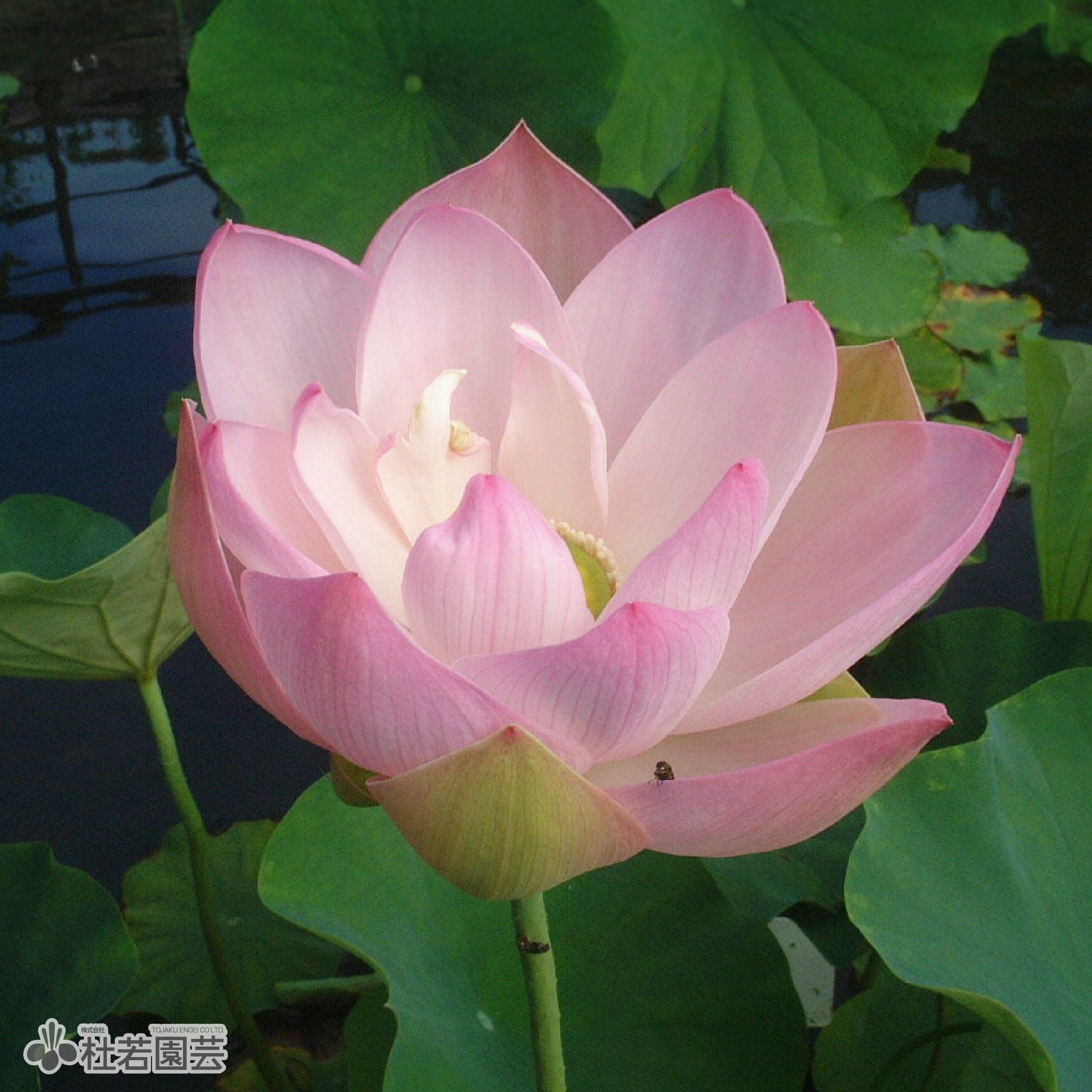 蓮、ハス】桜蓮(おうれん)【中・大型種】 | 杜若園芸WEBショップ｜水草