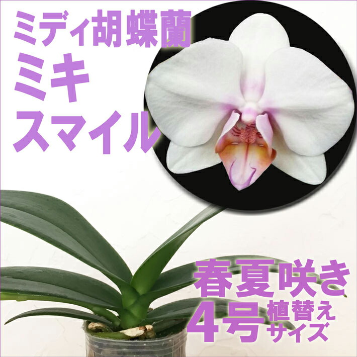 楽天市場】今ならつぼみ、または花付き！-- 洋ランの苗『ミディ胡蝶蘭