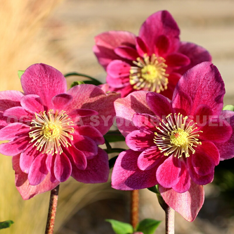 楽天市場】クリスマスローズ 雪の妖精 'フリー ルビー' 大苗（5号