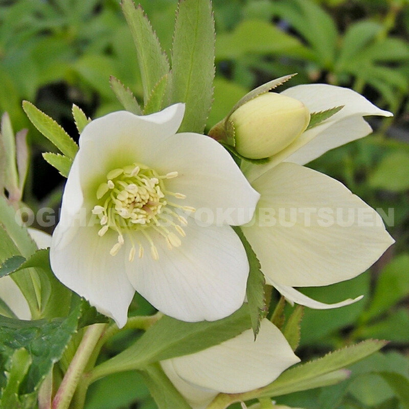 楽天市場】クリスマスローズ 'プチドール・栞（しおり）'（メリクロン