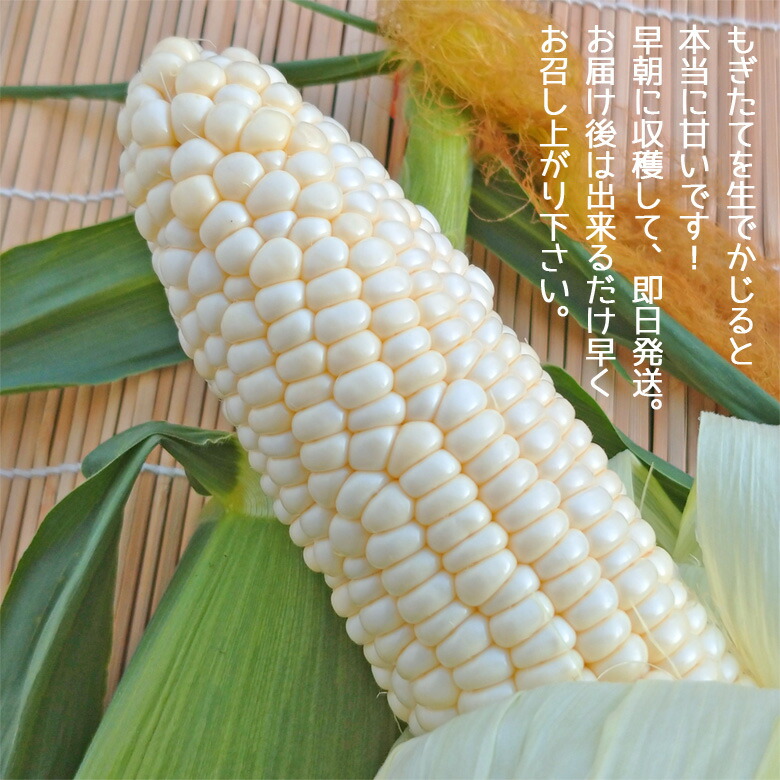 楽天市場】アイスクリームコーン ホワイトコーン 3kg（5～8本） 極甘