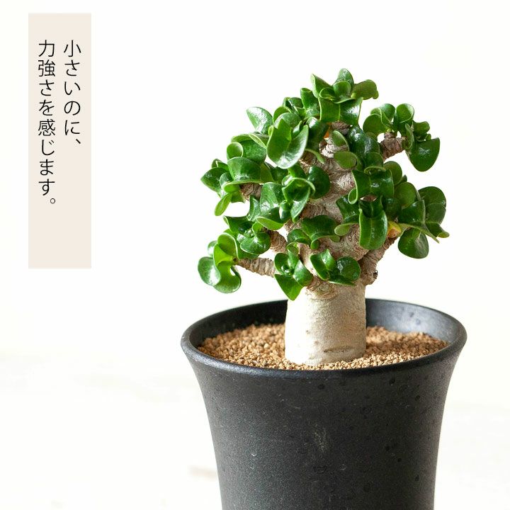 楽天市場】アデニウムアラビカム獅子葉(巻葉） : e-花屋さん