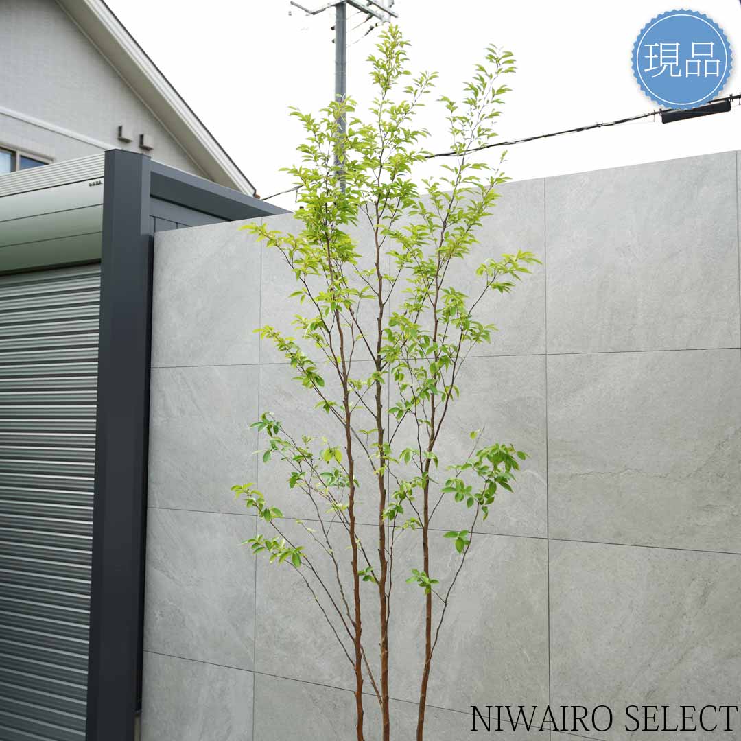 楽天市場】【現品】【ヒメシャラ】姫沙羅 本株立ち 自然風樹形 樹高H