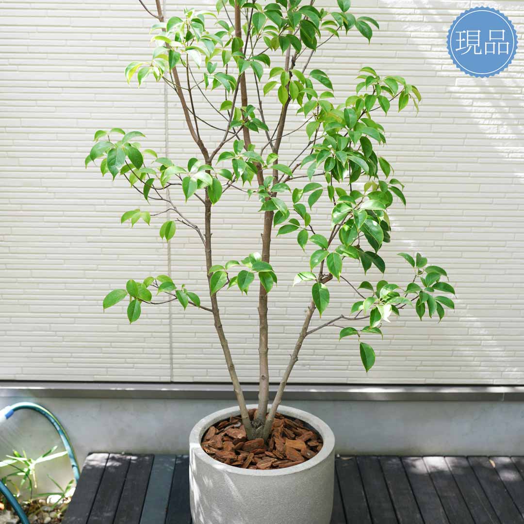 超特大。山採りヤマボウシ大株立ち4.5M(鉢底から※エリア限定自社配送