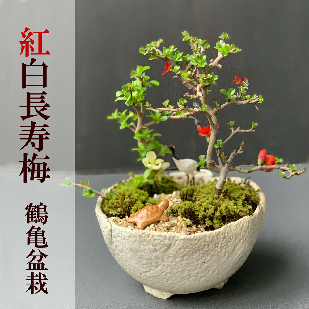 楽天市場】盆栽 長寿梅 紅白 二本植え紅白長寿梅（コウハクチョウジュ