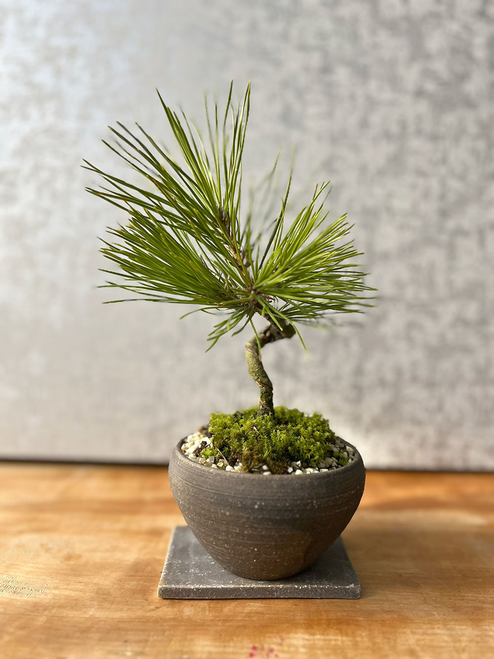楽天市場】盆栽 日々の暮らしに憩いと安らぎを演出 黒松(くろまつ）の
