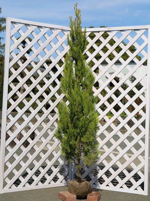 楽天市場】エレガンテシマ 1.5m 露地 苗木 : トオヤマグリーン