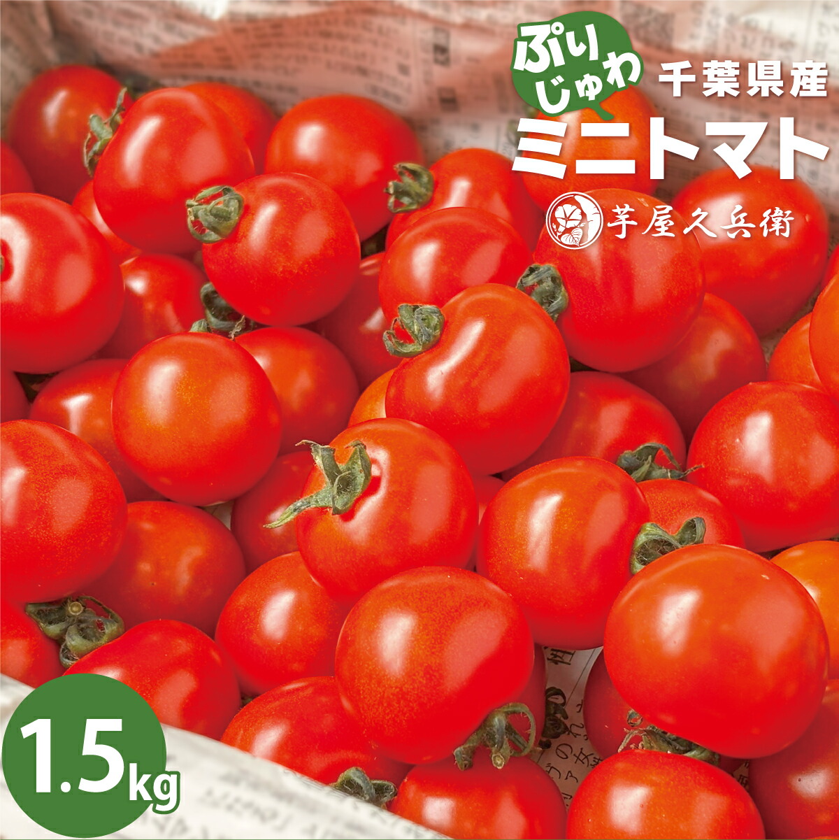 楽天市場】千葉県産 ミニトマト 1.5kg （箱入り） 野菜 とまと トマト