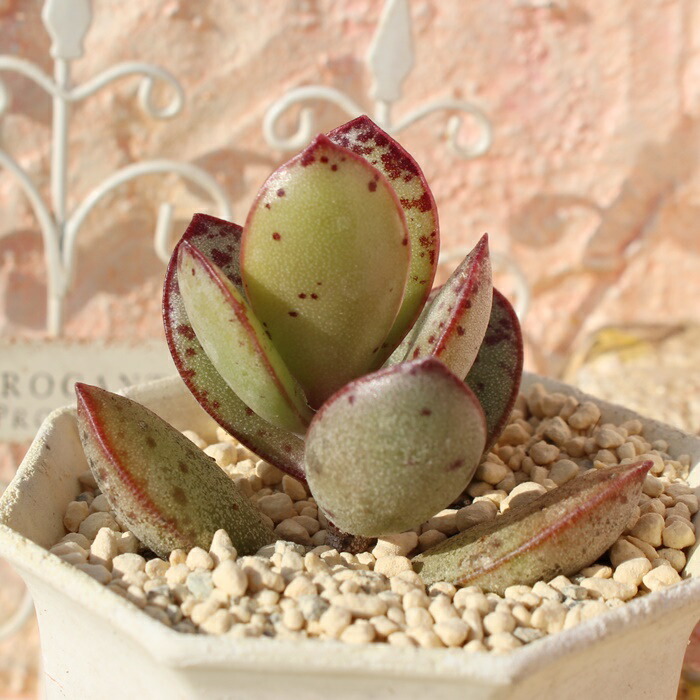 楽天市場】モーゼルベイ アドロミスクス Mサイズ 5.5cmポット