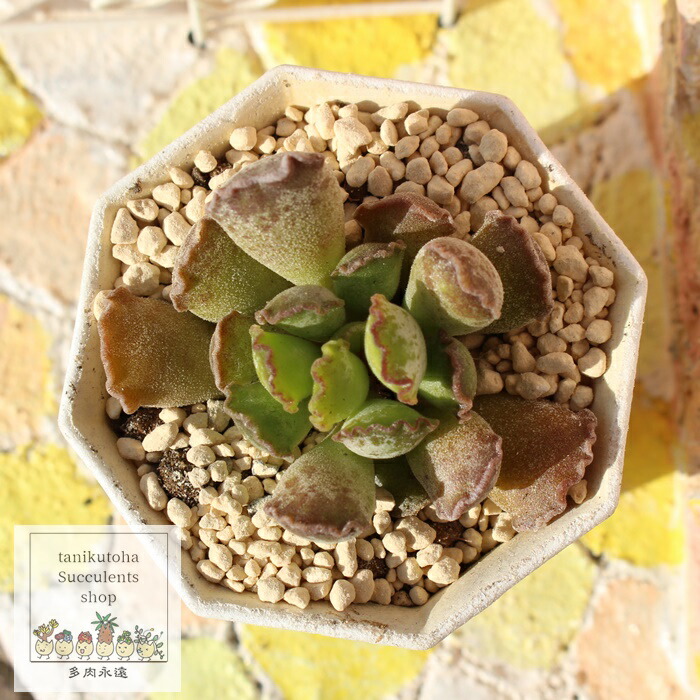 楽天市場】フェスティブス アドロミスクス adroimischus festivus 小型