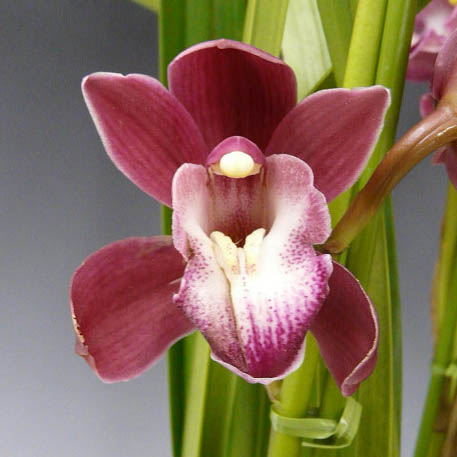 楽天市場】シンビジューム ワインシャワー 赤ワイン色 アーチ 7本立ち