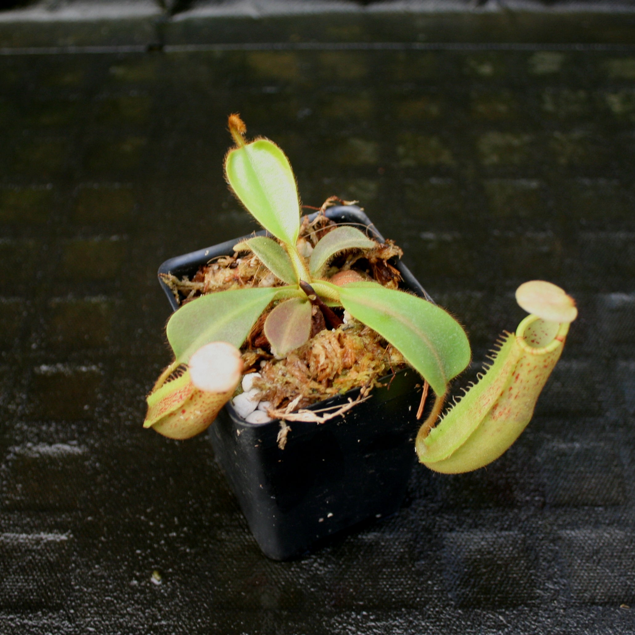 Nepenthes veitchii 