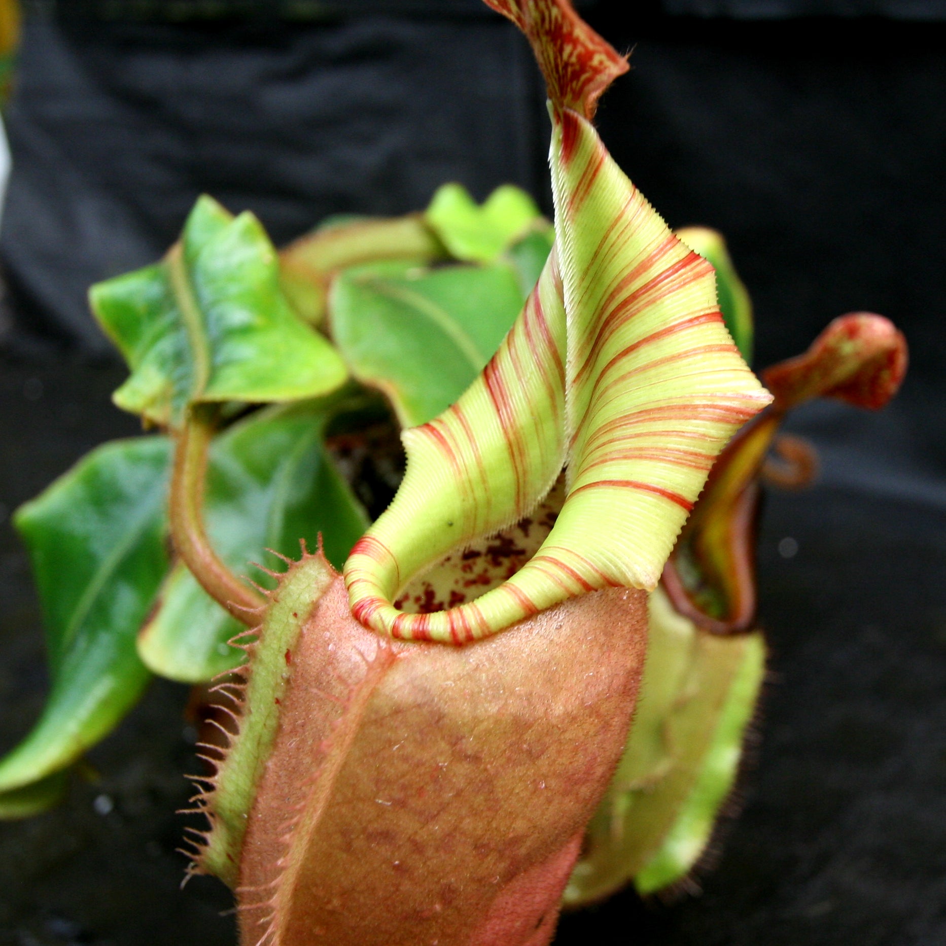 Nepenthes veitchii (
