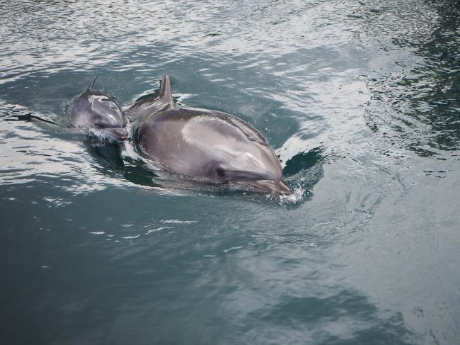 赤ちゃんイルカ誕生！」つくみイルカ島 - 津久見市公式ホームページ