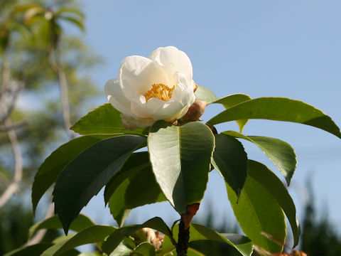 タイワンツバキ (Gordonia axillaris)