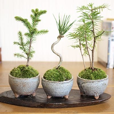 山もみじ ☆盆栽鉢☆ ハケメ丸鉢を販売｜入門は盆栽妙