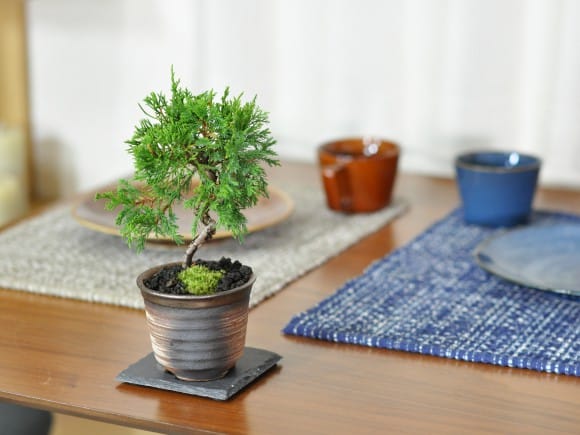 ミニ糸魚川真柏の盆栽を販売｜盆栽妙 – 盆栽妙 本店