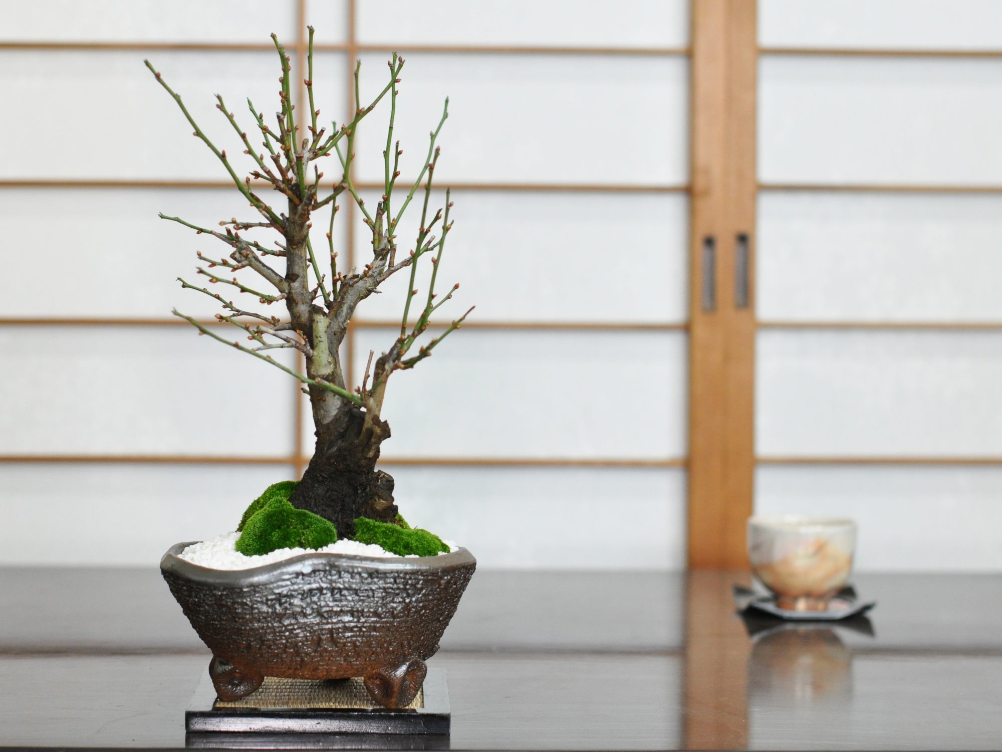 野梅の盆栽を販売｜入門は盆栽妙 – 盆栽妙 本店