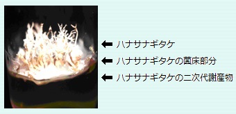 日本冬虫夏草公式通販サイト 株式会社エフェクト／日本冬虫夏草について