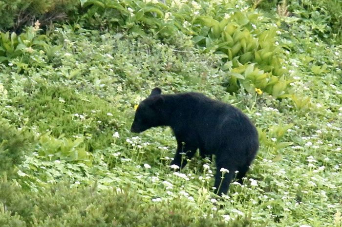 ツキノワグマの生態と対策 | あきた森づくり活動サポートセンター