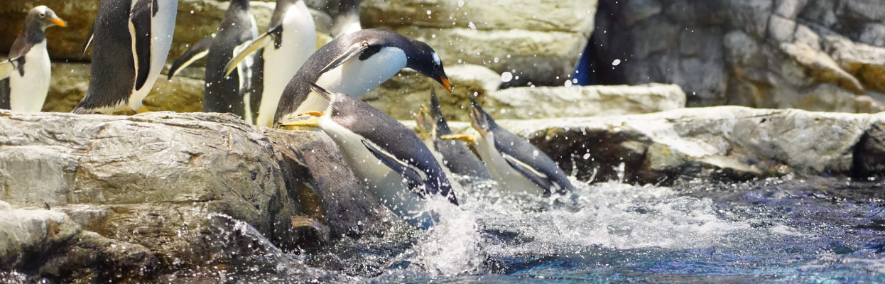 海響館の生き物たち ペンギン情報一覧 | 市立しものせき水族館｢海響館