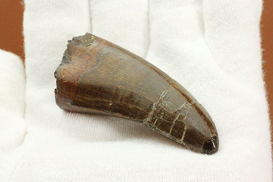 太い！周長7．7cm！ティラノサウルス・レックスの祖先とされる