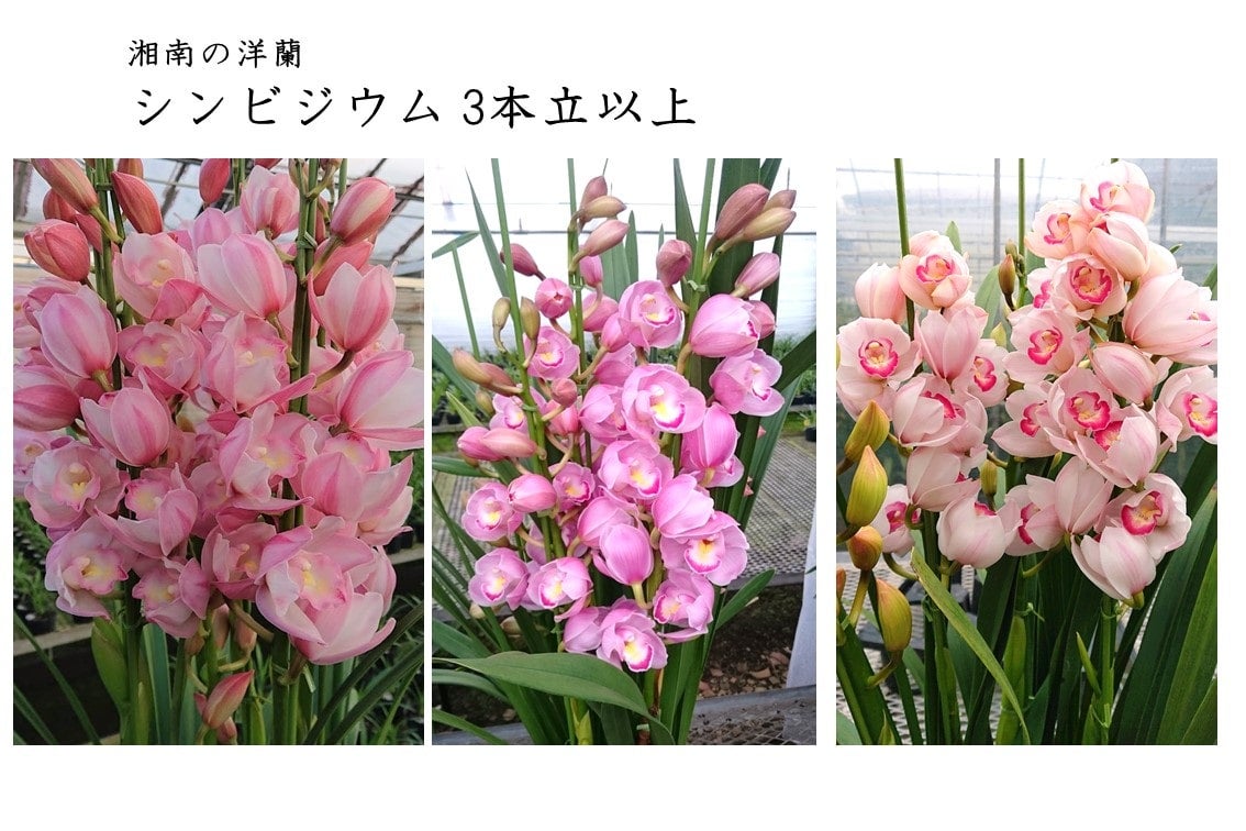 お歳暮】～ シンビジウム<湘南の洋蘭>3本立ち以上 ＊11/30より順次