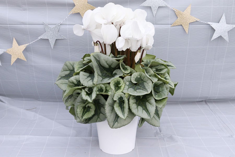 善光寺平宮沢農園 シクラメン 【白】5号鉢 12月10日-15日発送: 全農