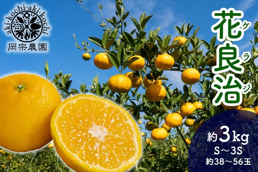 岡宗農園 花良治(ケラジ）黄玉 約3kg: とさのさとアグリコレット