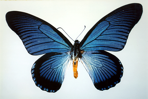 アゲハチョウの仲間／世界の珍奇・美麗昆虫 -- 公益社団法人農林水産