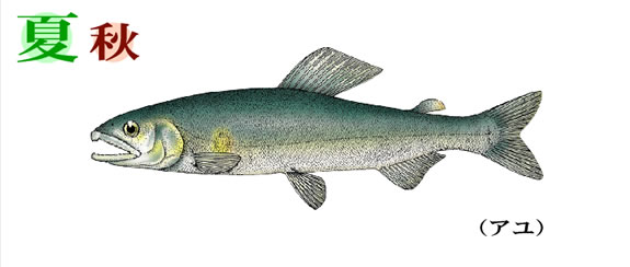 おさかな図鑑（あゆ）