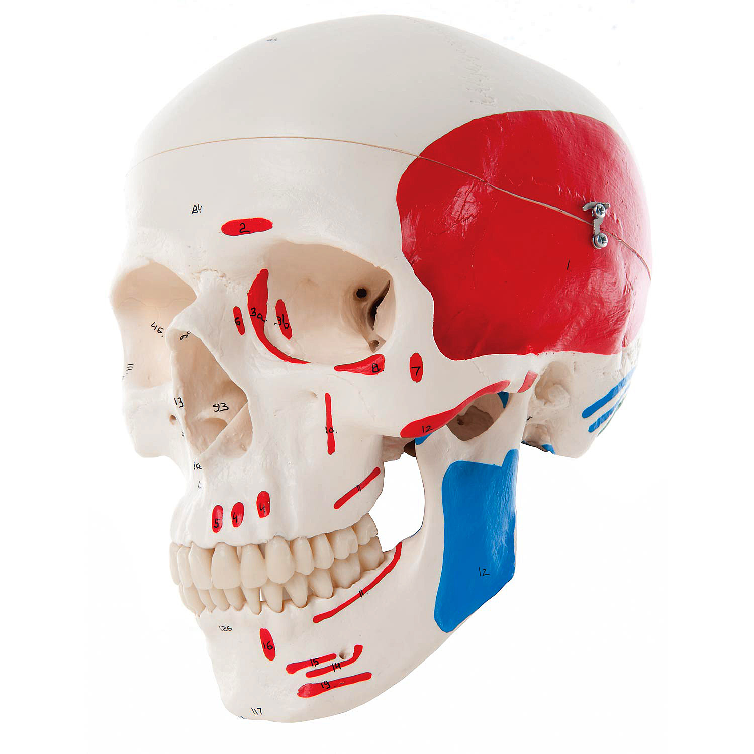 人体模型 頭蓋骨/筋始終表示付