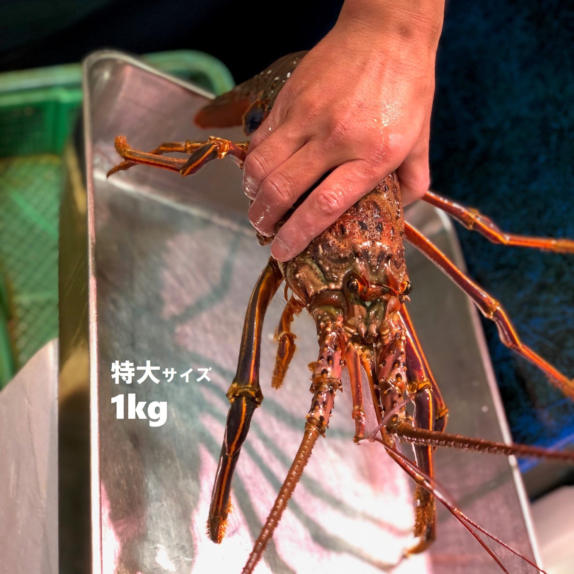 鮮魚通販［豊洲 Okawari鮮魚店］活伊勢海老 伊勢エビ 国産（伊勢・紀伊