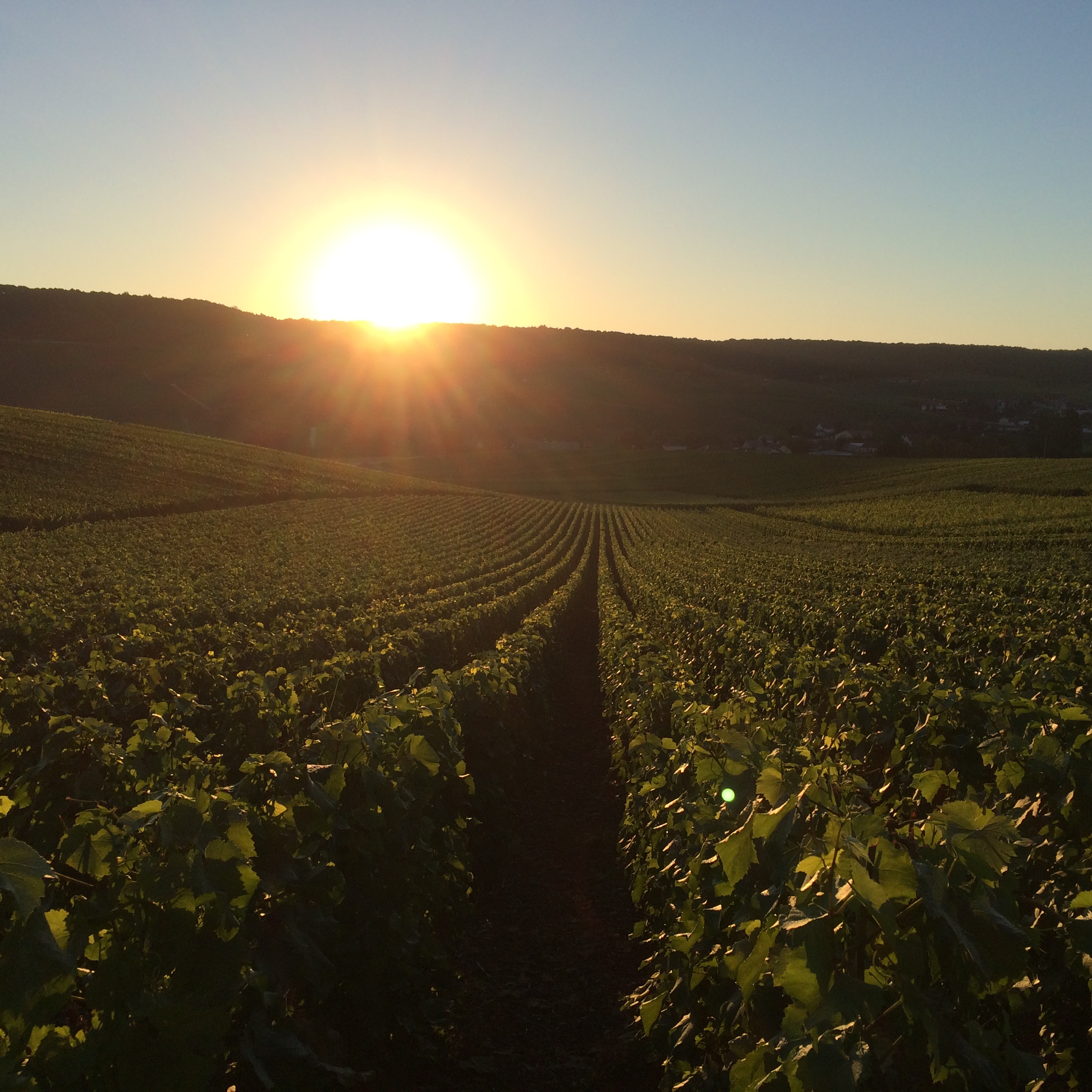 Denis Frézier｜ ヌーヴェル・セレクション Nouvelles Selections Inc