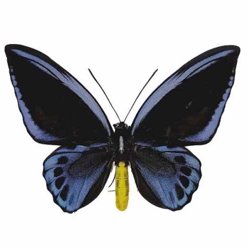 アオメガネアゲハ(アオメガネトリバネアゲハ) , 蝶の標本 販売・通販の