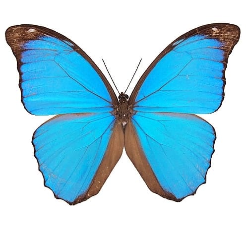 送料無料】ヘレナモルフォ , キーワード「モルフォ」 , 蝶の標本 販売